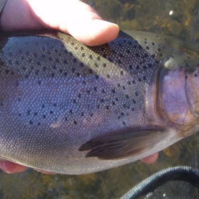Wfbow18