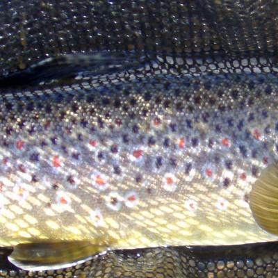 Brown15innet